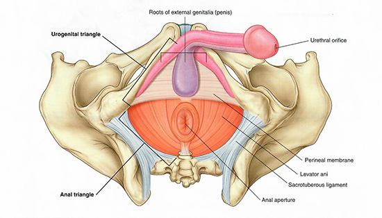 Male perineum