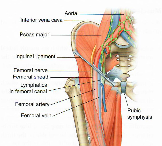 Femoral triangle