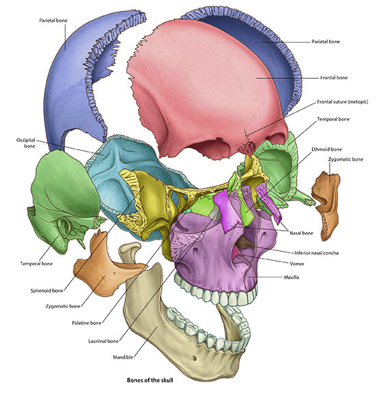 Skull
