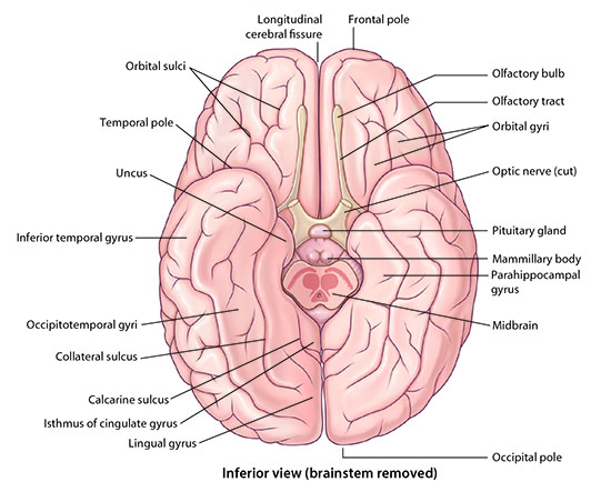 Image of Gyri-2