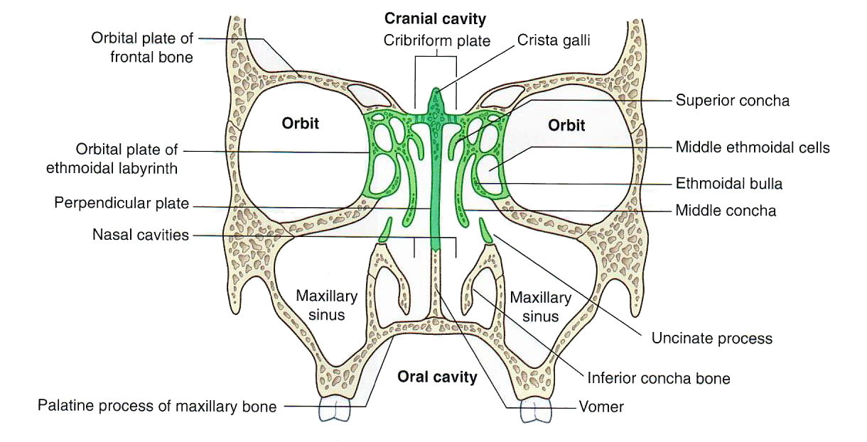 Ethmoid