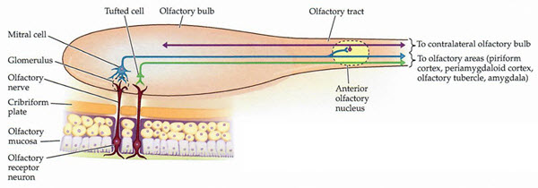 olefactory nerve