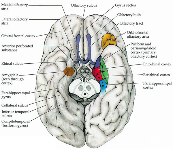 olefactory cortex