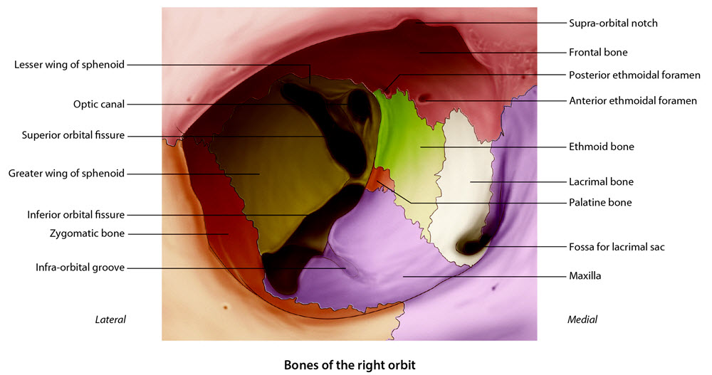 orbital bones