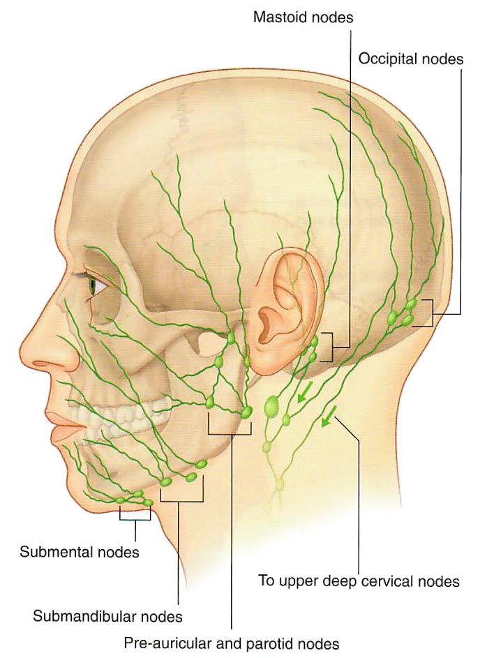 lymphatics