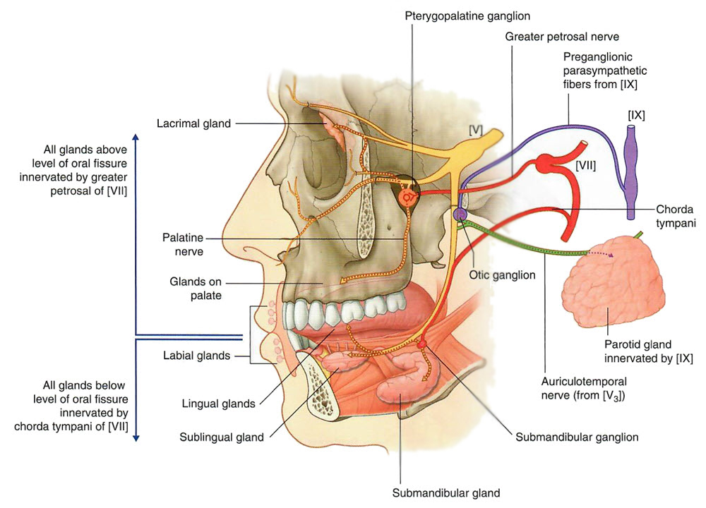 glands