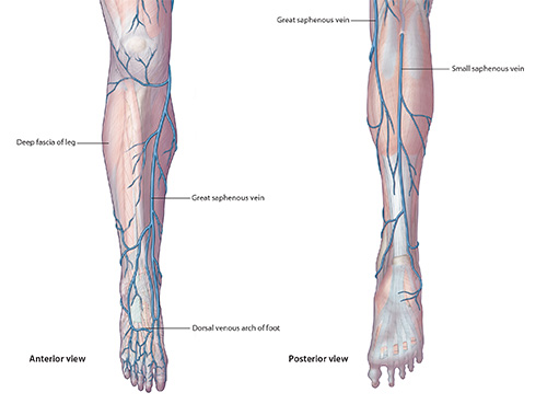 Lower leg sup veins