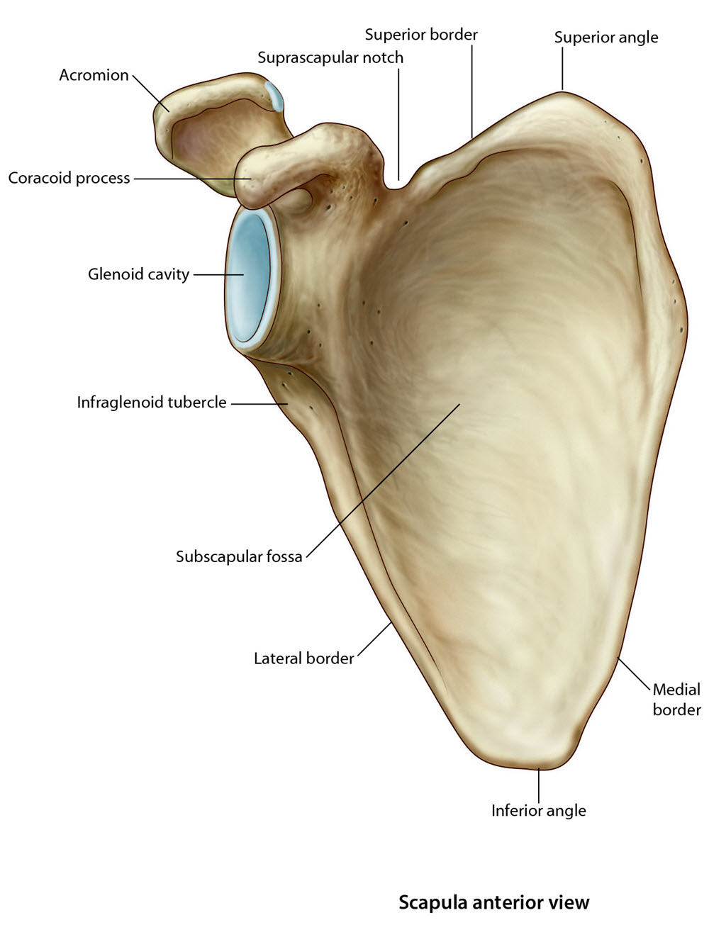 Ant scapula