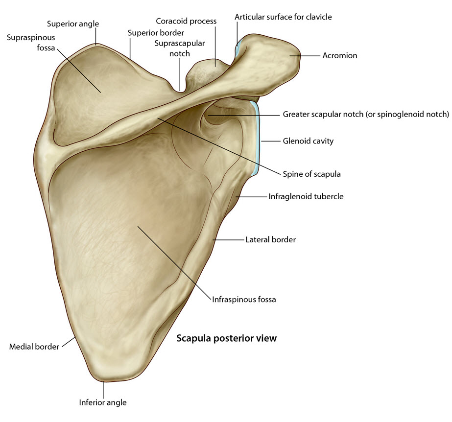 Post scapula