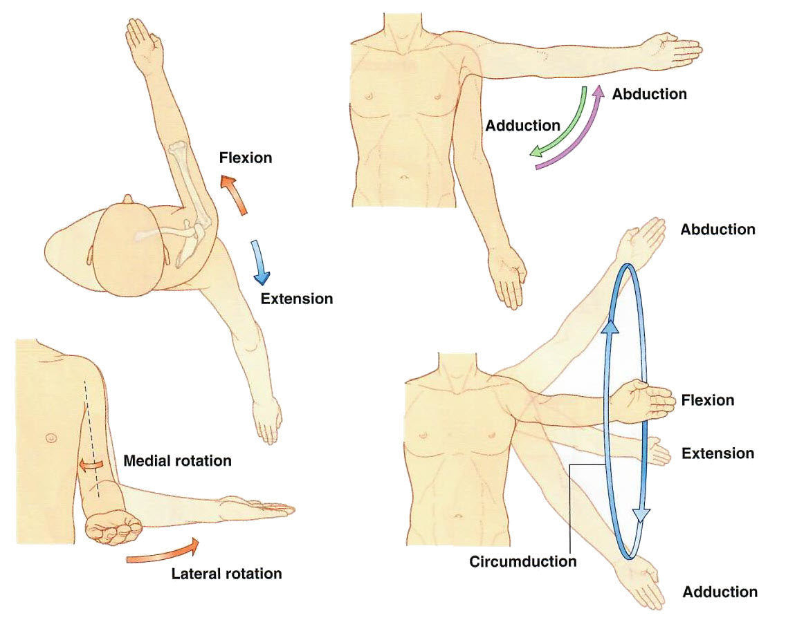Shoulder Motion